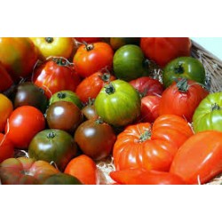 Tomate Ancienne 1kg