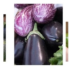 Aubergines 480/520g