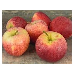 Pomme Gala 950/1050g