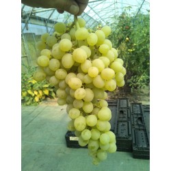 Raisin Muscat Blanc 500g...