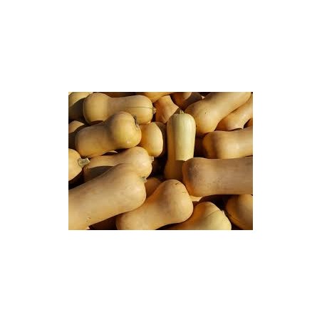 Butternut 800/900g