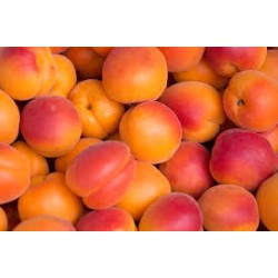 Abricots 1kg